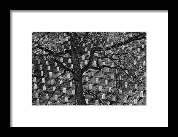 America Framed Print featuring the photograph Arlington Cemetery with Tree by Lane Erickson