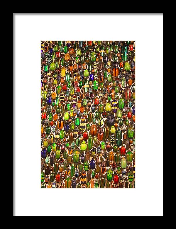 Beetles Photo Framed Print featuring the photograph Army of Beetles and Bugs by Brooke T Ryan