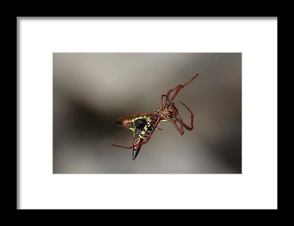 Arrow-shaped Micrathena Spider Starting A Web Framed Print featuring the photograph Arrow-Shaped Micrathena Spider Starting A Web by Daniel Reed