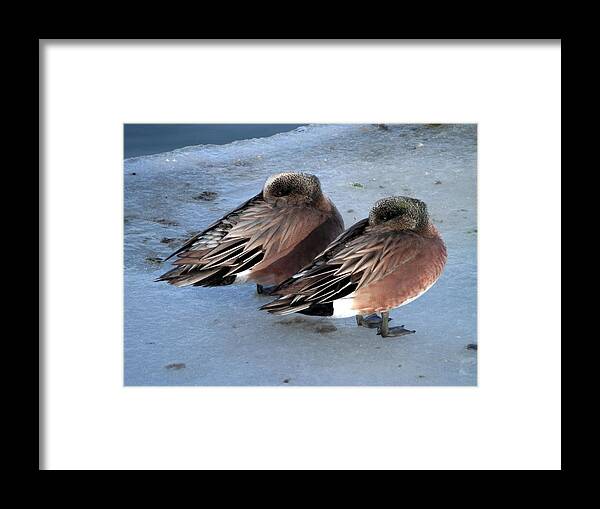 American Wigeon Framed Print featuring the photograph As Long as We Are Together by Zinvolle Art