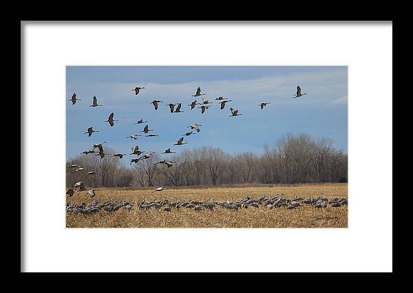 Cranes Framed Print featuring the photograph Ascend by Sylvia Thornton