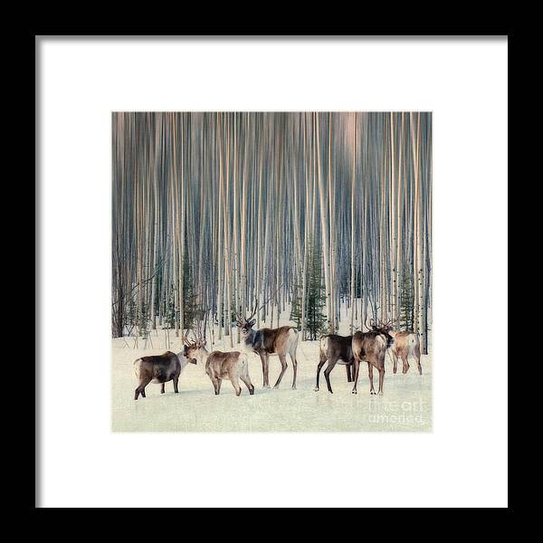 Woodland Caribou Framed Print featuring the photograph Caribou and trees by Priska Wettstein