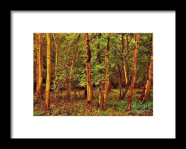 Ash Trees Framed Print featuring the photograph Ash Trees by Martyn Arnold