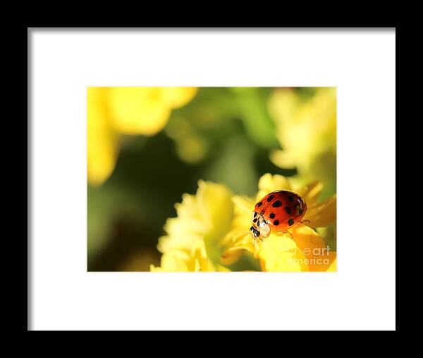 Red Framed Print featuring the photograph Asian Lady Beetle by Amanda Mohler