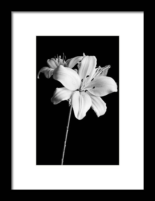 Asian Lilies Framed Print featuring the photograph Asian Lilies 2 by Sebastian Musial