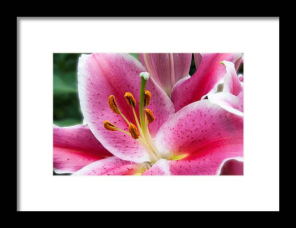 Asian Framed Print featuring the photograph Asian Lily by Michael Porchik
