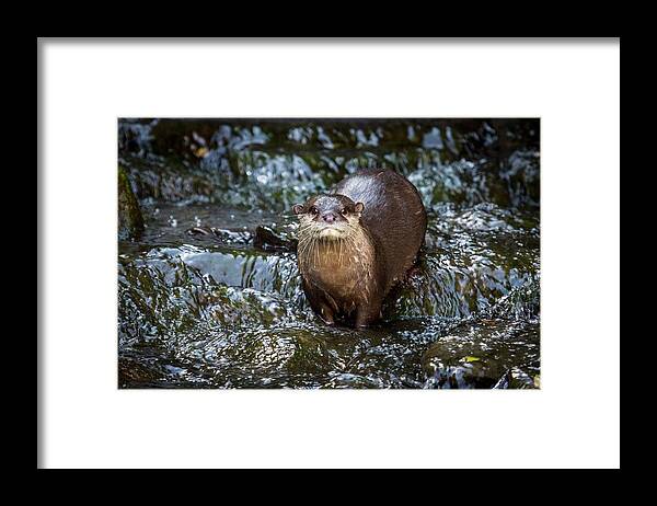 Europe Framed Print featuring the photograph Asian Small-clawed Otter by Paul Williams