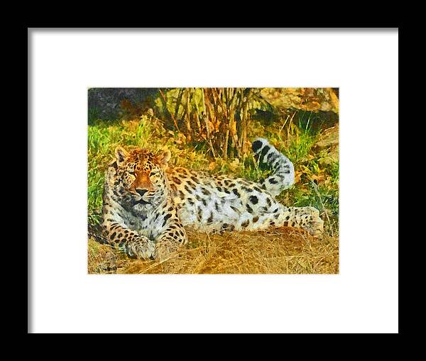 Leopard Framed Print featuring the digital art Asian Snow Leopard by Digital Photographic Arts