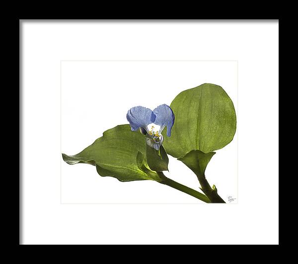 Flower Framed Print featuring the photograph Asiatic Day Flower by Endre Balogh