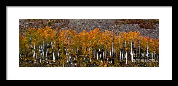 Nature Framed Print featuring the photograph Aspen Band by Steven Reed