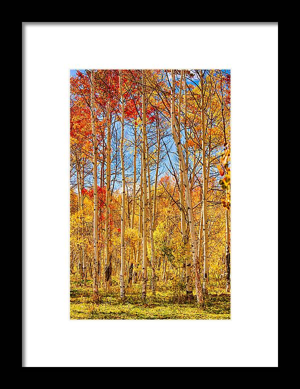 Autumn Framed Print featuring the photograph Aspen Fall Foliage Portrait Red Gold and Yellow by James BO Insogna