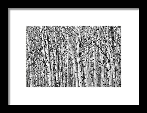 Scenic Framed Print featuring the photograph Aspen Forest Tree Trunk Bark by James BO Insogna