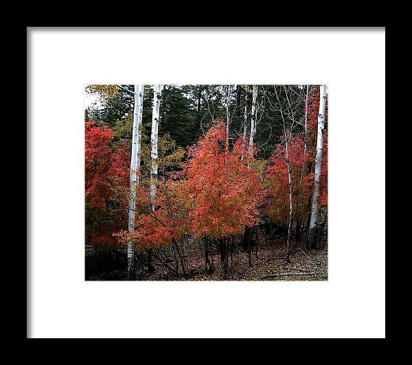 Landscape Framed Print featuring the photograph Aspen Glory by Matalyn Gardner