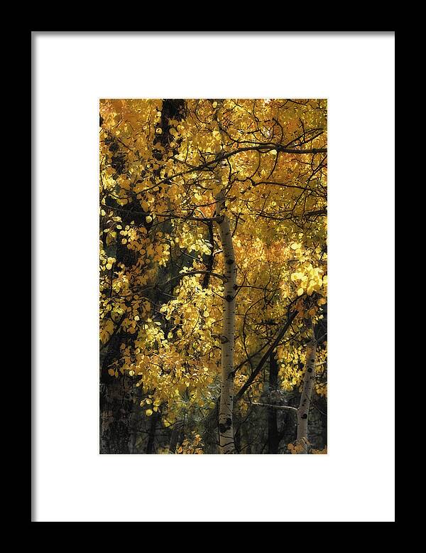 Aspen Framed Print featuring the photograph Aspen Glow in Fading Light by Michael Newberry