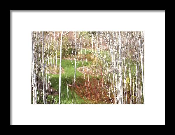 Trees Framed Print featuring the photograph Aspen Grove - Green Grass by Saxon Holt