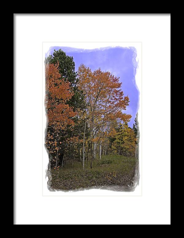 Tree Framed Print featuring the photograph Aspen in the Field by Judy Deist