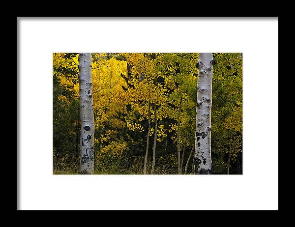 Aspen Framed Print featuring the photograph Aspen Light by Dave Dilli