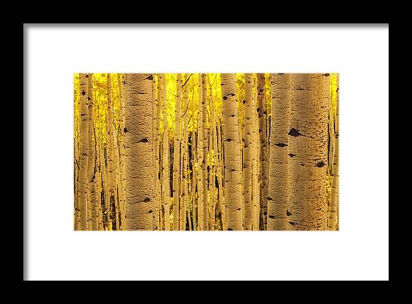 Tranquility Framed Print featuring the photograph Aspen Tree Trunks by Photography By Teri A. Virbickis