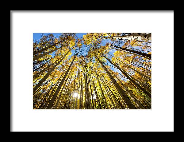 Clear Sky Framed Print featuring the photograph Aspen Trees Changing Colors In The Fall by Jordan Siemens