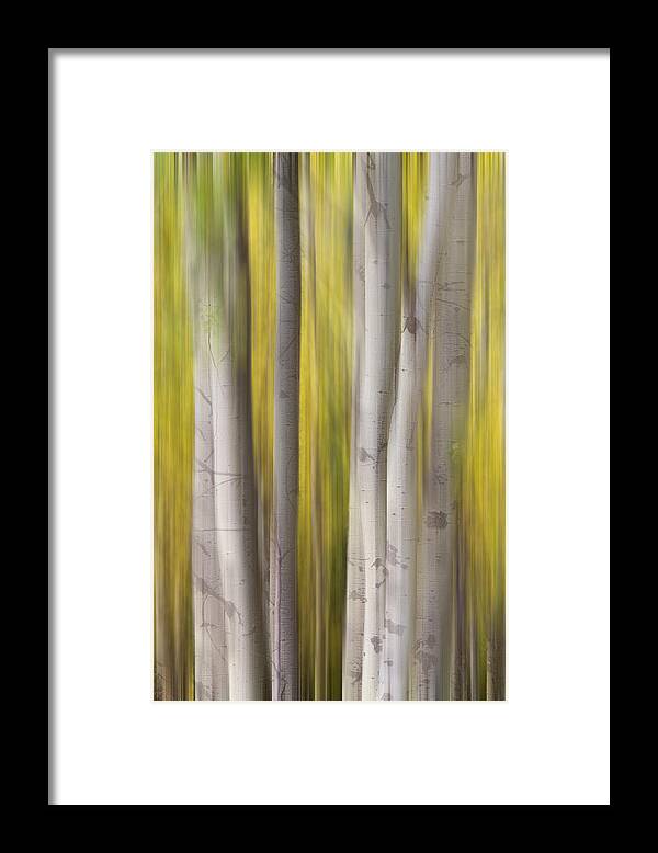 Aspen Framed Print featuring the photograph Aspen Trees in Autumn Color Portrait Dreaming View by James BO Insogna