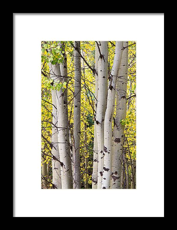 Aspen Framed Print featuring the photograph Aspen Trees in Autumn Color Portrait View by James BO Insogna