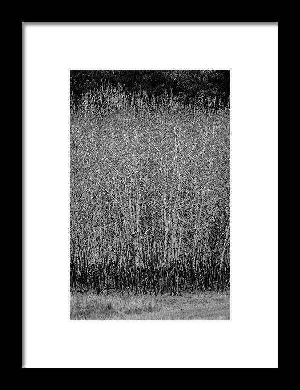 Dakota Framed Print featuring the photograph Aspens in Black and White by Greni Graph
