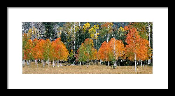 Arizona Framed Print featuring the photograph Aspens and Meadow-PAN by Tom Daniel