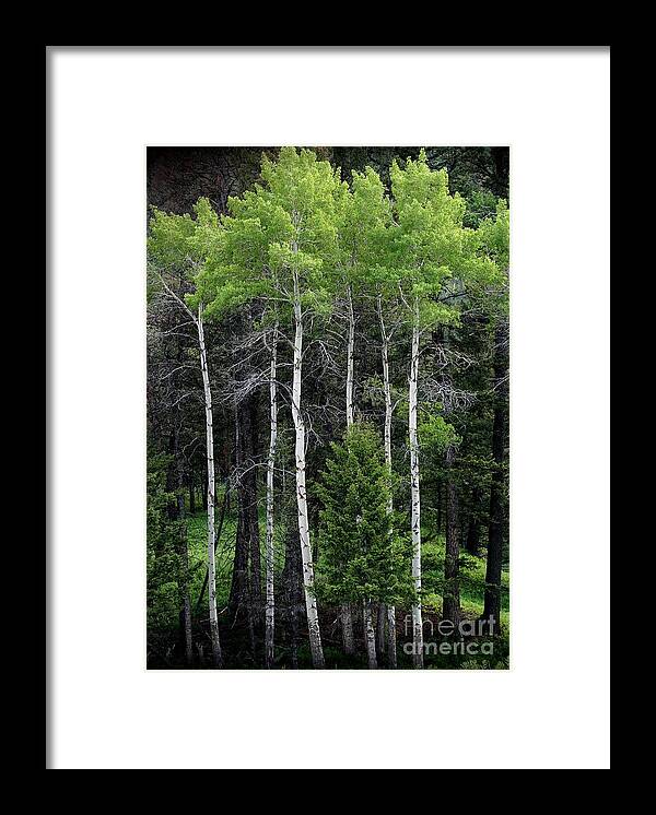 Yellowstone National Park Framed Print featuring the photograph Aspens of Yellowstone by E B Schmidt