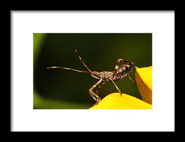 Assassin Bug Framed Print featuring the photograph Assassin Bug by Mike Farslow