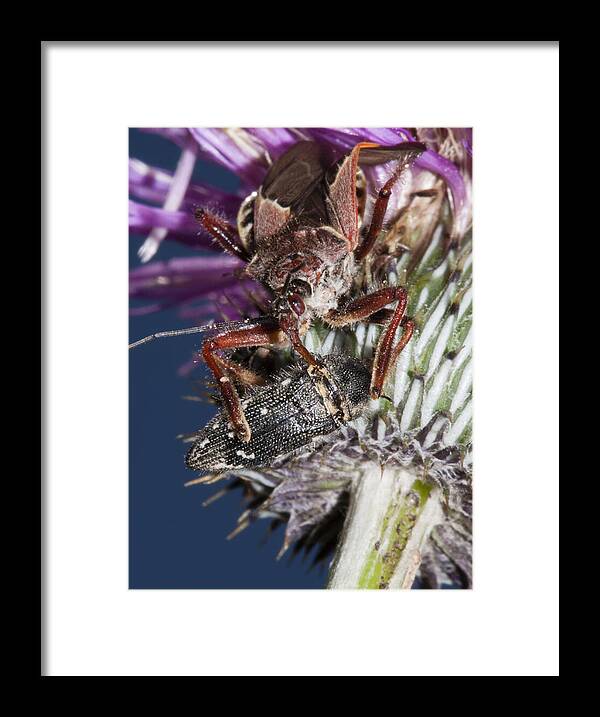 Insect Framed Print featuring the photograph Assassin Bug Preying on Beetle by Steven Schwartzman