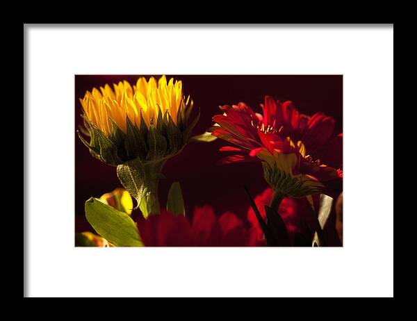 Flower Framed Print featuring the photograph Asters in the Light by Andrew Soundarajan