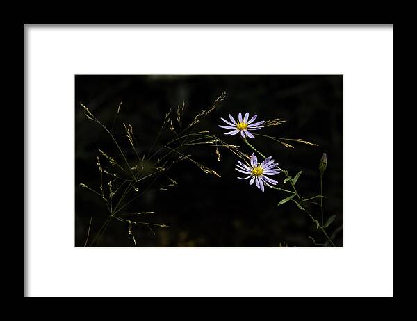 Asters Framed Print featuring the photograph Asters in Woodland Light by Michael Dougherty