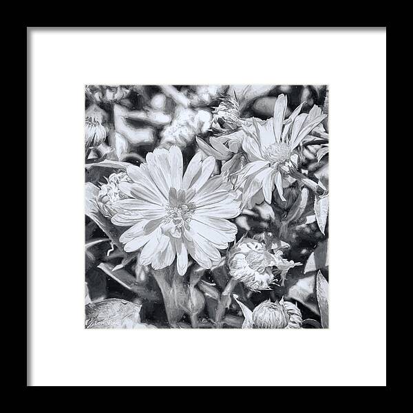 Arizona Framed Print featuring the photograph Astoria Dasies bw by Don Vine