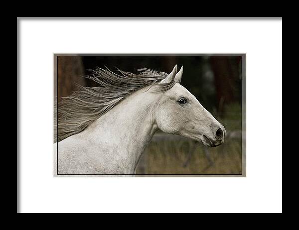 At A Full Gallop Framed Print featuring the photograph At A Full Gallop by Wes and Dotty Weber