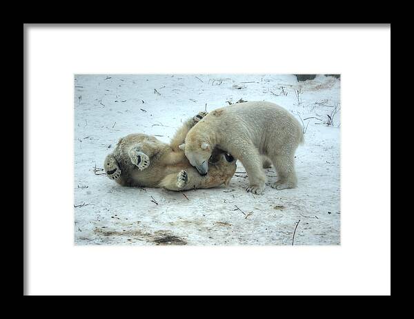 Polar Bear Framed Print featuring the photograph At Play by Larry Trupp