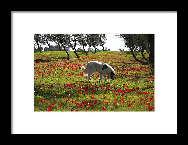 Blossom Framed Print featuring the photograph At Ruchama forest Israel 1 by Dubi Roman