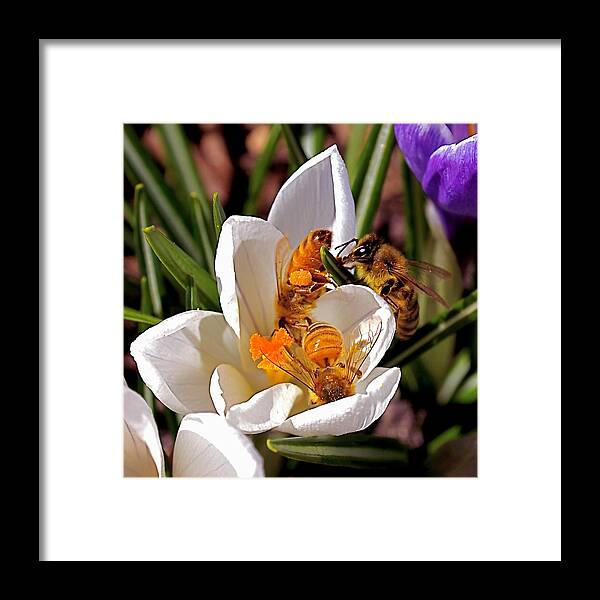 Bee Framed Print featuring the photograph At Work by Rona Black