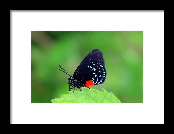 Paradise Framed Print featuring the photograph Atala Butterfly by Sean Allen