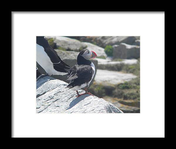 Atlantic Puffin Framed Print featuring the photograph Atlantic Puffin 2 by James Petersen