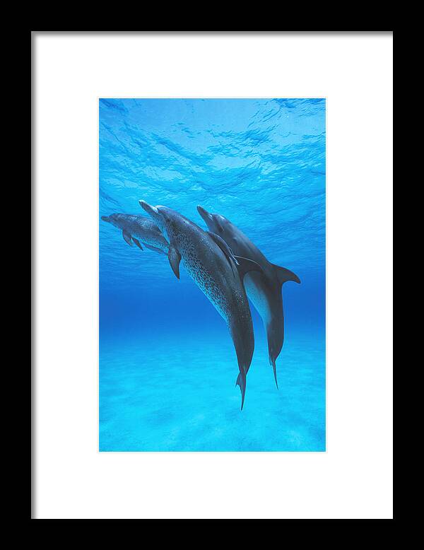 Feb0514 Framed Print featuring the photograph Atlantic Spotted Dolphins With Remoras by Hiroya Minakuchi