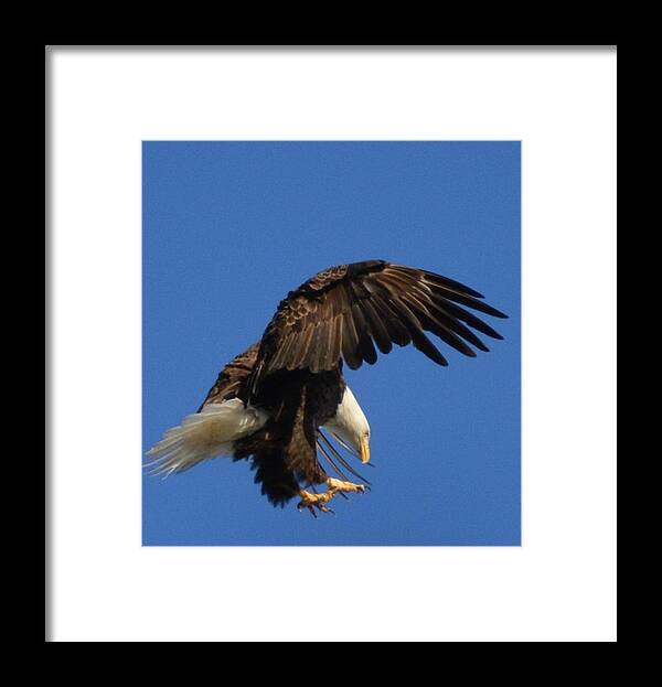 Eagle Framed Print featuring the photograph Attack Mode by Tamara Michael