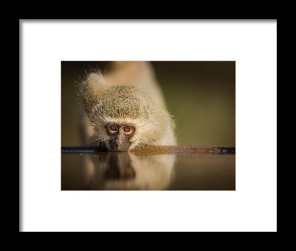 Vervet Framed Print featuring the photograph Attentive by Jaco Marx