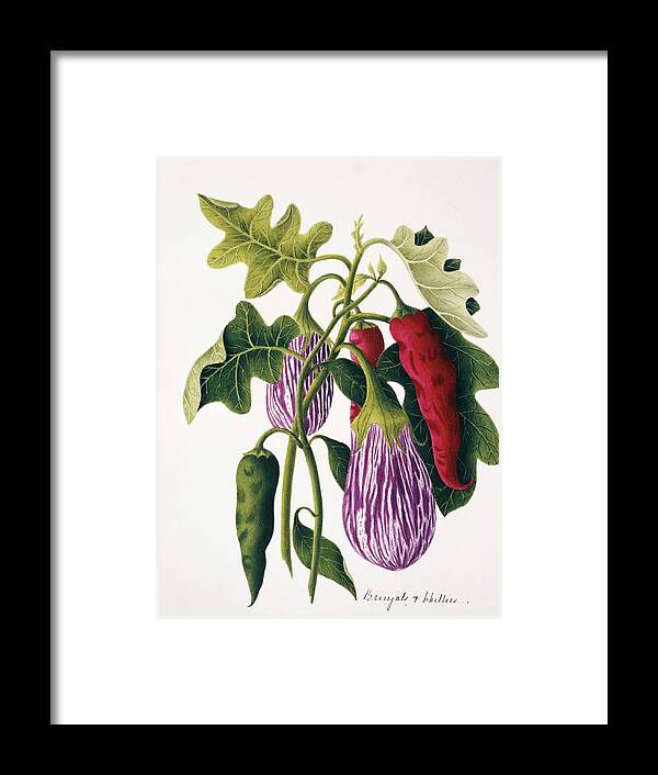 Solanum Melongena Framed Print featuring the photograph Aubergine And Chilli Plants by Natural History Museum, London/science Photo Library