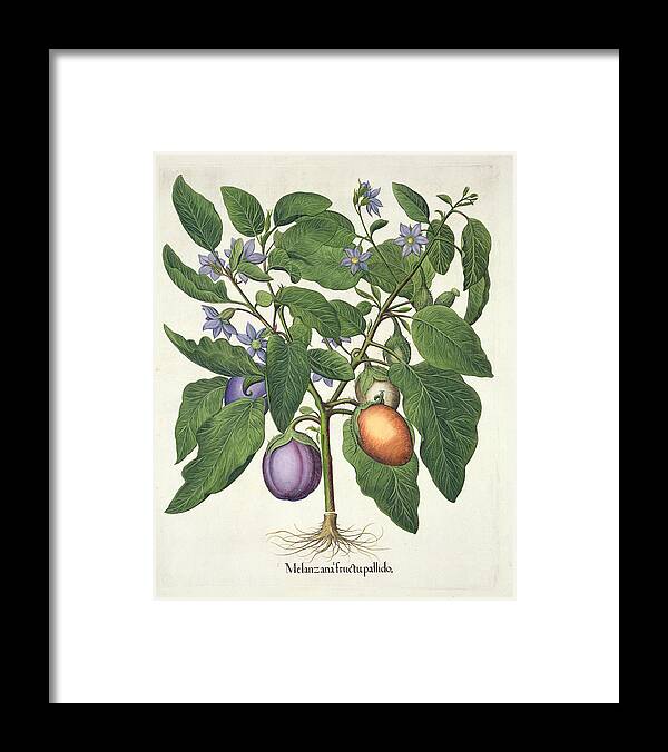 Eggplant Framed Print featuring the drawing Aubergine Melanzana Fructu Pallido by German School