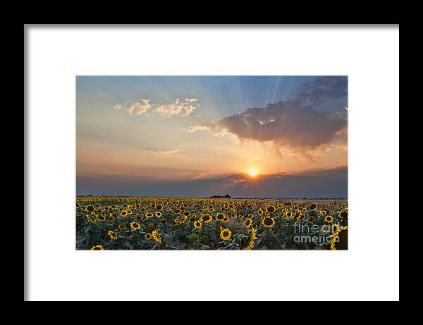 Flowers Framed Print featuring the photograph August Dreams by Jim Garrison