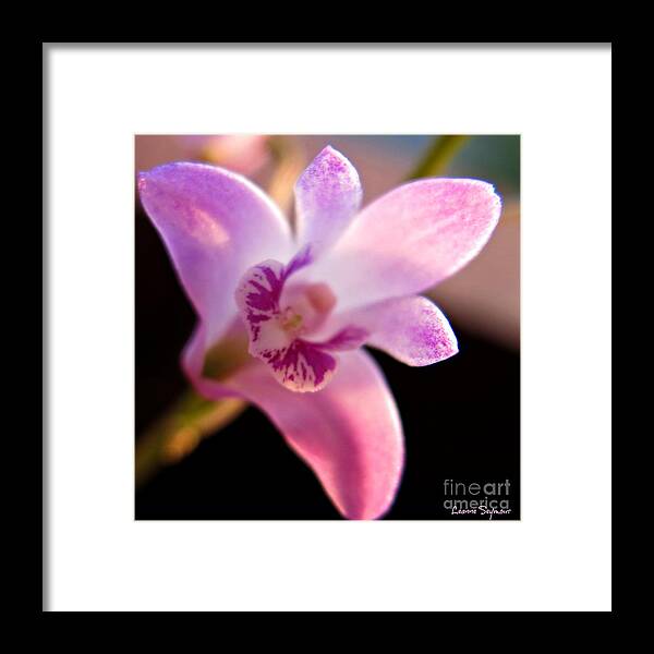 Bush Framed Print featuring the photograph Australian Bush Orchid by Leanne Seymour