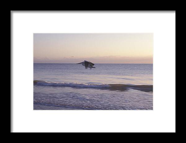 Along Framed Print featuring the photograph Australian Pelican Glides At Sunrise by Jurgen Freund