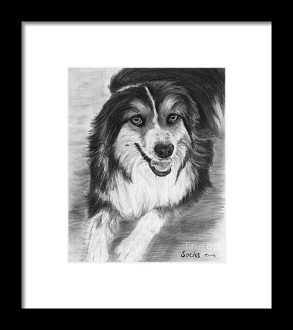 Australian Shepherd Framed Print featuring the drawing Australian Shepherd Dog Sketch by Kate Sumners