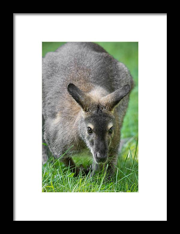 Australian Wallaroo Framed Print featuring the photograph Australian Wallaroo by Dale Kincaid