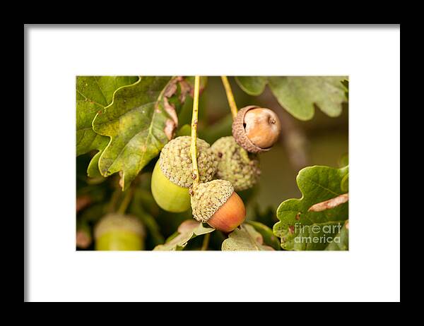 New Framed Print featuring the photograph Autumn Acorns by Matt Malloy